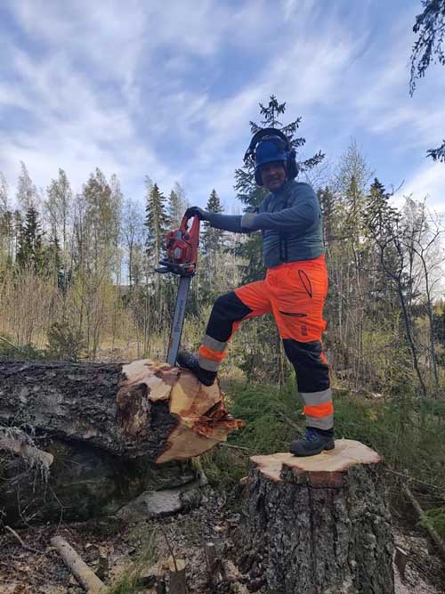 Pihapuun hallittu kaato Pirkanmaalla