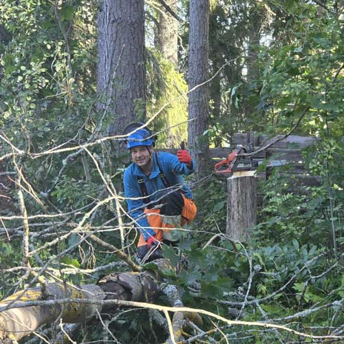 Puiden kaato Tampereen seudulla