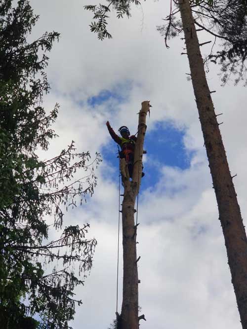Oksien poisto köysillä Kanta-Häme